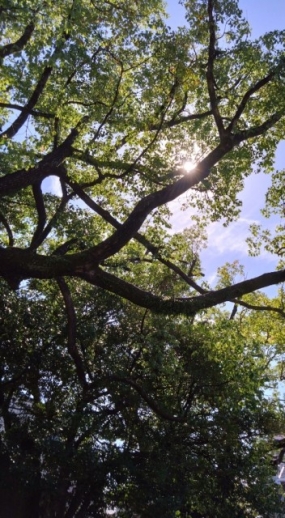 出勤予定。のりか