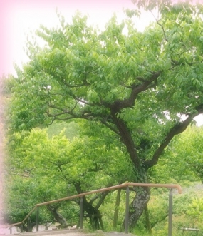 本日もよろしくお願いします。のりか