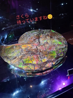 16日お礼と出勤予定 さくら♪